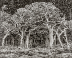 Bristlecone Forest, Carbon Transfer Print 16" x 20"