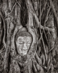 buddha_in_bodhi