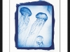 jellyfish-cyanotype